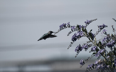 Colibrí bebé alimentándose  © Citlali Herrera