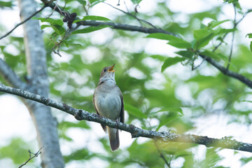 Obraz premium Thrush nightingale singing on a beautiful spring evening in a woodland in Estonia, Northern Europe 