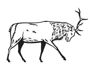 Mascot illustration of a bull elk, Cervus canadensis, or wapiti, a species within the deer family, Cervidae in fighting stance viewed from side on isolated background in black and white retro style.

