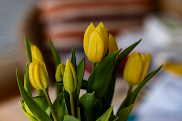 Naklejka premium Gelber Tulpenstrauss Gelbe Tulpen