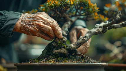Gordijnen Elderly person pruning bonsai tree © SashaMagic