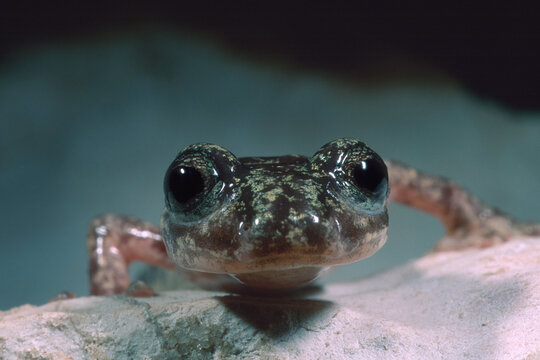 
Search alamy
All images
Search alamy
brown cave salamander (Speleomantes genei), also known as Gene's cave salamander, Sardinian cave salamander, endemic to Sardinia,, Dorgali, Nuoro, Sardinia, Italy