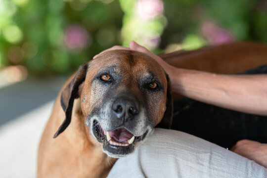 happy senior dog