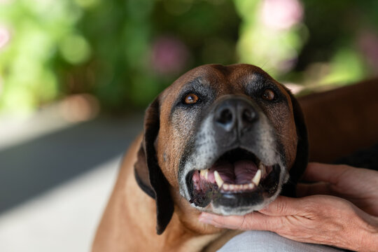 happy senior dog
