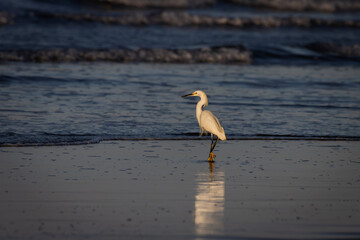 Image of a Snowy Egret standing in shallow water early in the morning in Costa Rica.