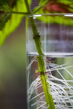Propagation Roots