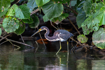 Image of a Tricolored Heron at the water's edge in Costa Rica. 