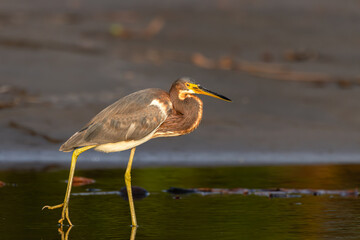 Image of a Tricolored Heron at the water's edge in Costa Rica. 