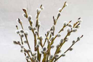 Spring willow branches with fluffy buds. Close-up. Easter Holiday