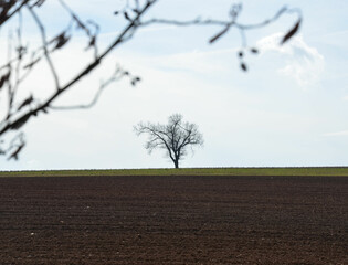 Ackerlandschaft im Frühling mit einsamem alten Baum  - 759154338
