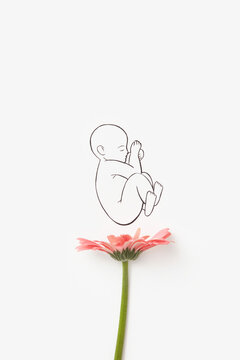 Linear art of newborn baby on white background with pink gerbera