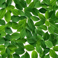 Obraz premium view of several green leaves with a white background