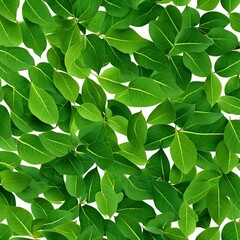 Fototapeta na wymiar view of several green leaves with a white background
