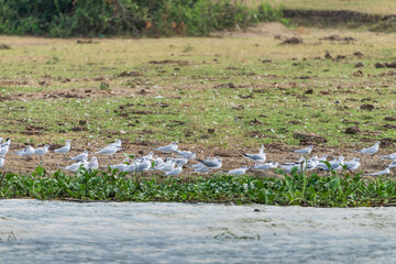 flock of Gull-billed Terns (Gelochelidon nilotica)