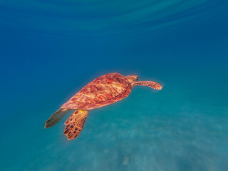 Sea Turtle Swimming