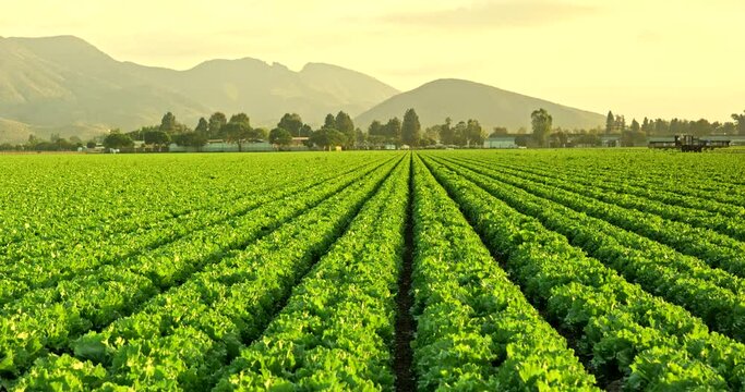 A green row of fresh crops grow on an agricultural farm field in the Santa Ynez Valley, California USA