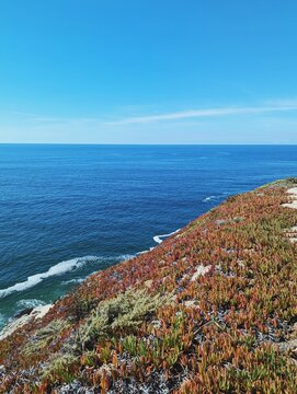 Ice plant and the ocean