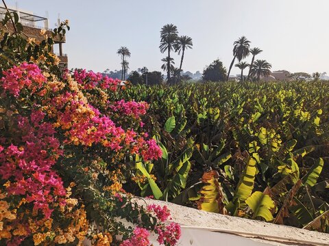 Banana leaves and bougainvillea