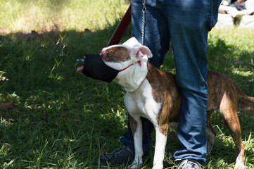 Pitbull dog with a muzzle and among the coach's legs