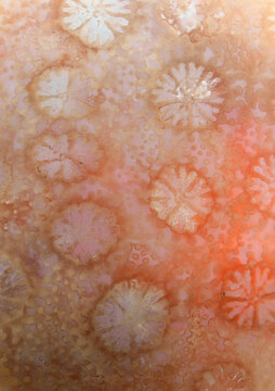 agatized fossil coral skeleton on translucent agate backlight