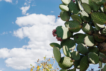 Texture of a cactus and the sky in the background.