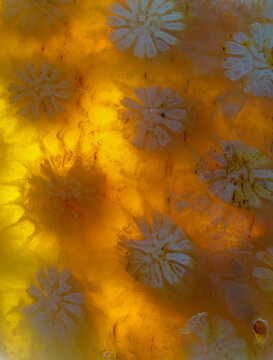 agatized fossil coral skeleton on translucent agate backlight
