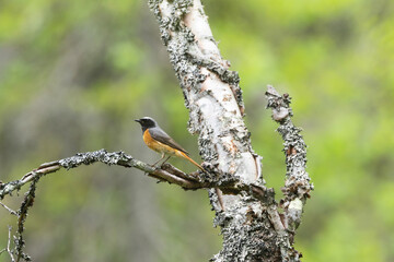 Male Common redstart perched on a beautiful summer day in Salla National Park, Northern Finland	