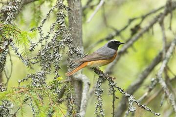 Male Common redstart perched on a beautiful summer day in Salla National Park, Northern Finland	
