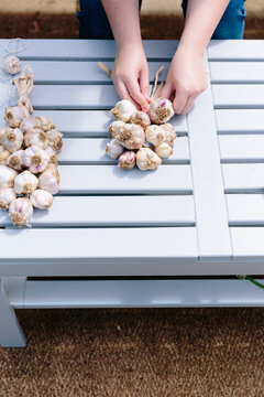 Garlic being braided in a garden