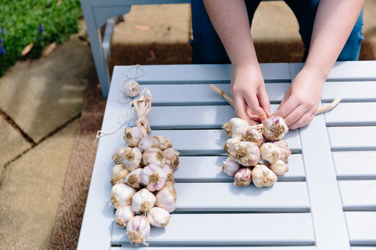 Garlic being plaited for storage in a garden