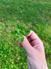 Naklejka na ściany i meble Four leaf clover in hand. Green grass background. Close up. Outdoor