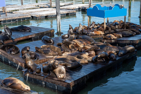 Sea lions on pier 39 in San Francisco, USA