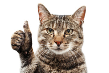 Cat giving thumbs up - obrazy, fototapety, plakaty