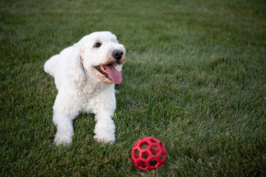 Dog on grass
