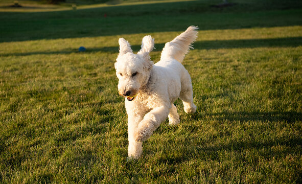 White dog running in flield 