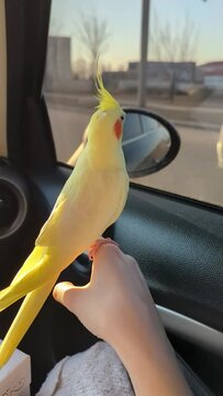 Bird in the car.Parrot driver.Cockatiel parrot sits on the steering wheel of a car.Traveling with a pet.Cute bird.Cockatiel is a pet.Cute cockatiel.Home pet parrot.Ornithology.Funny parrot.pet care.
