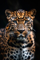 majestic leopard, front view, dark background