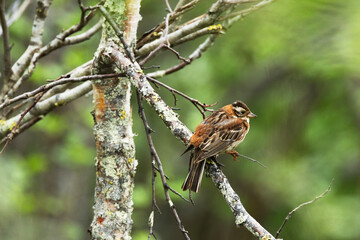 A colorful female Rustic bunting perched on a Birch during breeding season in Salla National Park, Northern FInland