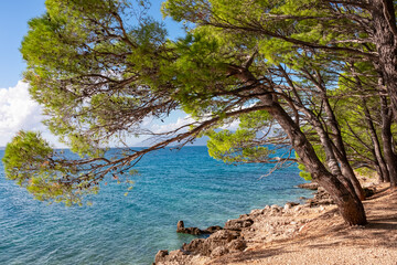 Aleppo pine tree hanging over tropical beach in coastal town Makarska Split-Dalmatia, Croatia, Europe. Coastline of Makarska Riviera, Adriatic Sea. Balkans in summer. Tranquil serene atmosphere