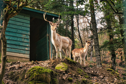 Male and female Deer in natutal enviroment greece karpenisi