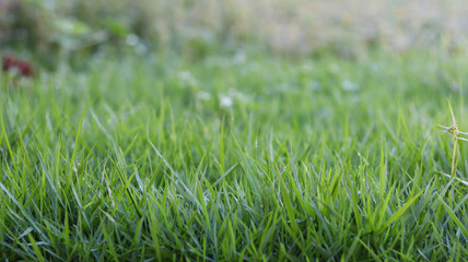 green grass in the garden