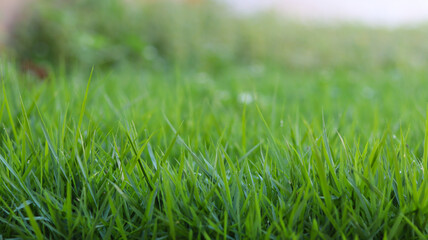 green grass in the garden