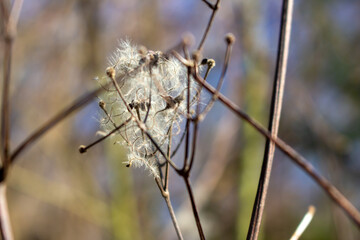 seed heads with silky appendages of clematis vitalba, Traveller's Joy, in winter, showing why it is also known as old man's beard, copy space