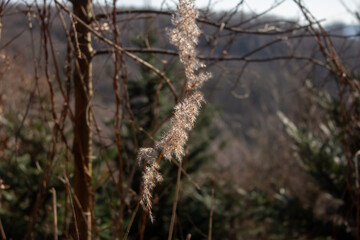 seed heads with silky appendages of clematis vitalba, Traveller's Joy, in winter, showing why it is also known as old man's beard, copy space