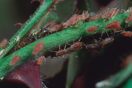 Aphids on a Plant in a garden Greenfly Afide della rosa, Rose Aphid - Macrosiphum rosae