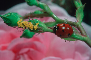 ladybug on eggs, Coccinella, Coccinella 7-punctata, ..(Seven-spot Ladybird). Coccinella septempunctata Sardinia, Italy