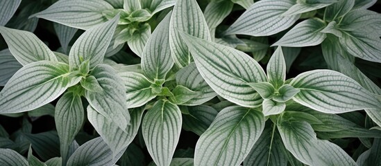 Silver queen plant with appealing silvery-green lance-shaped leaves that can thrive in shaded areas.