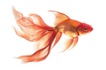 Fototapeta premium fish with brown feathers on a white background