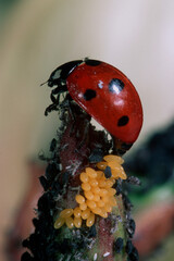 ladybug on eggs, Coccinella, Coccinella 7-punctata, ..(Seven-spot Ladybird). Coccinella septempunctata Sardinia, Italy © antasfoto