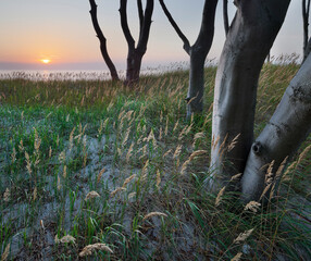 Darßer Wald, Darß, Nationalpark Vorpommersche Boddenlandschaft, Mecklenburg-Vorpommern, Deutschland